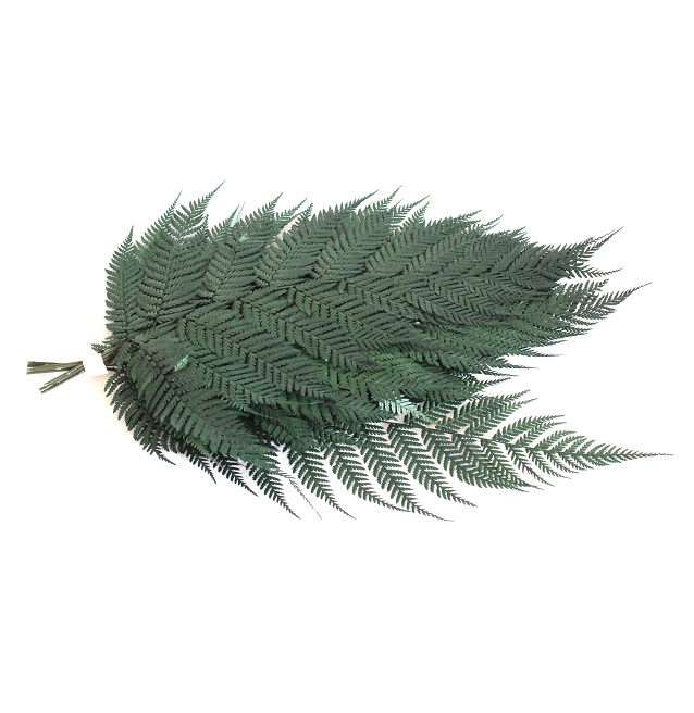 Briliant fern papradie stabilizovaný  tmavo zelený zväzok